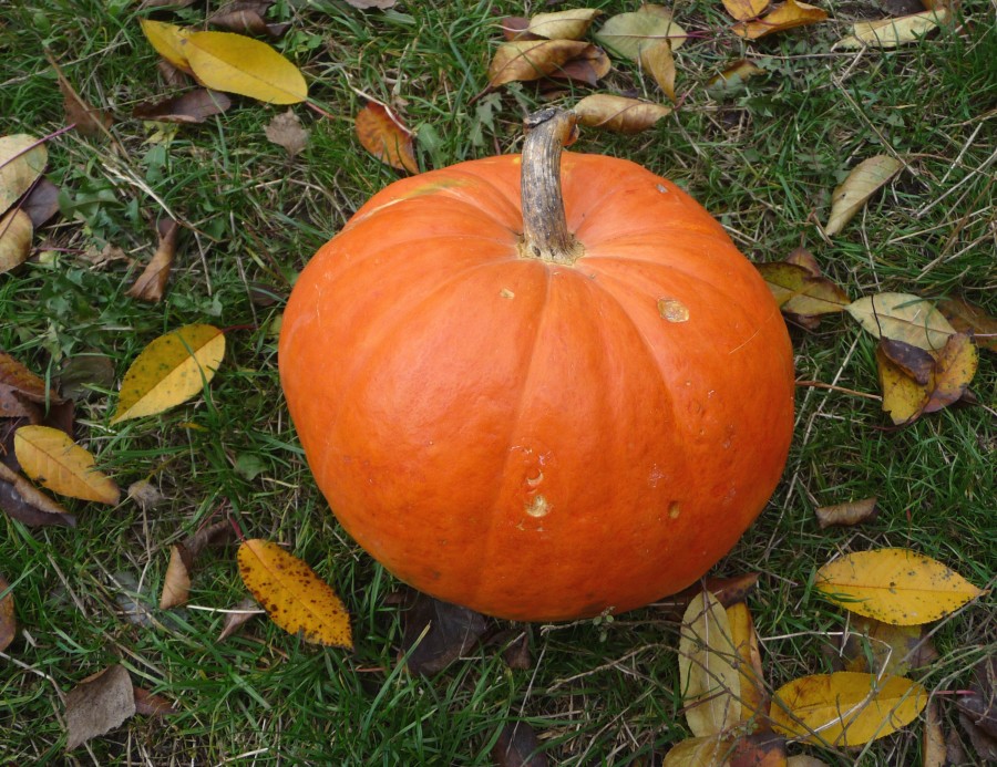 Pumpkin on grass