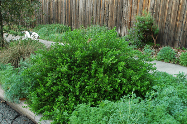 Photo courtesy of weedingwildsuburbia.com