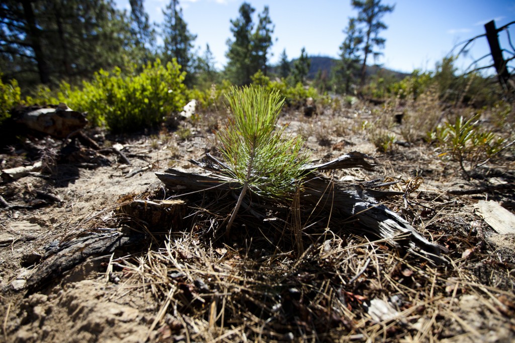 Young tree Forest Aid planted in 2013