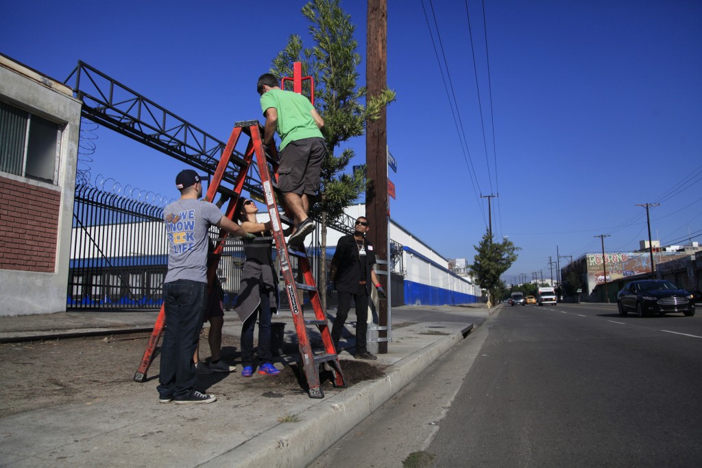 Group of volunteers re-staking a Shrubby Yew on Alemeda Street