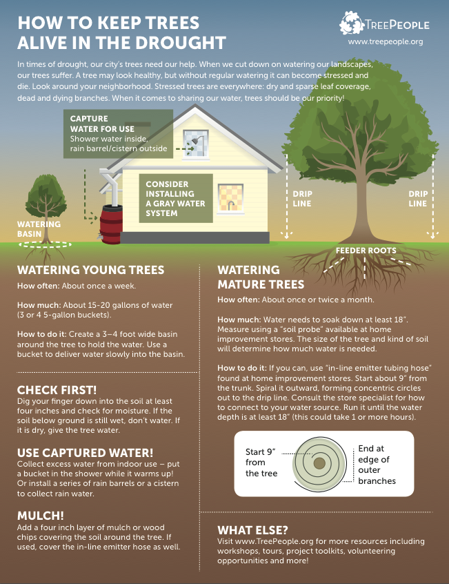 How to Keep Trees Alive During the Drought