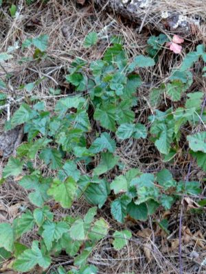 Rubus_ursinus-2