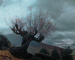 The ever-famous Whomping Willow from Harry Potter