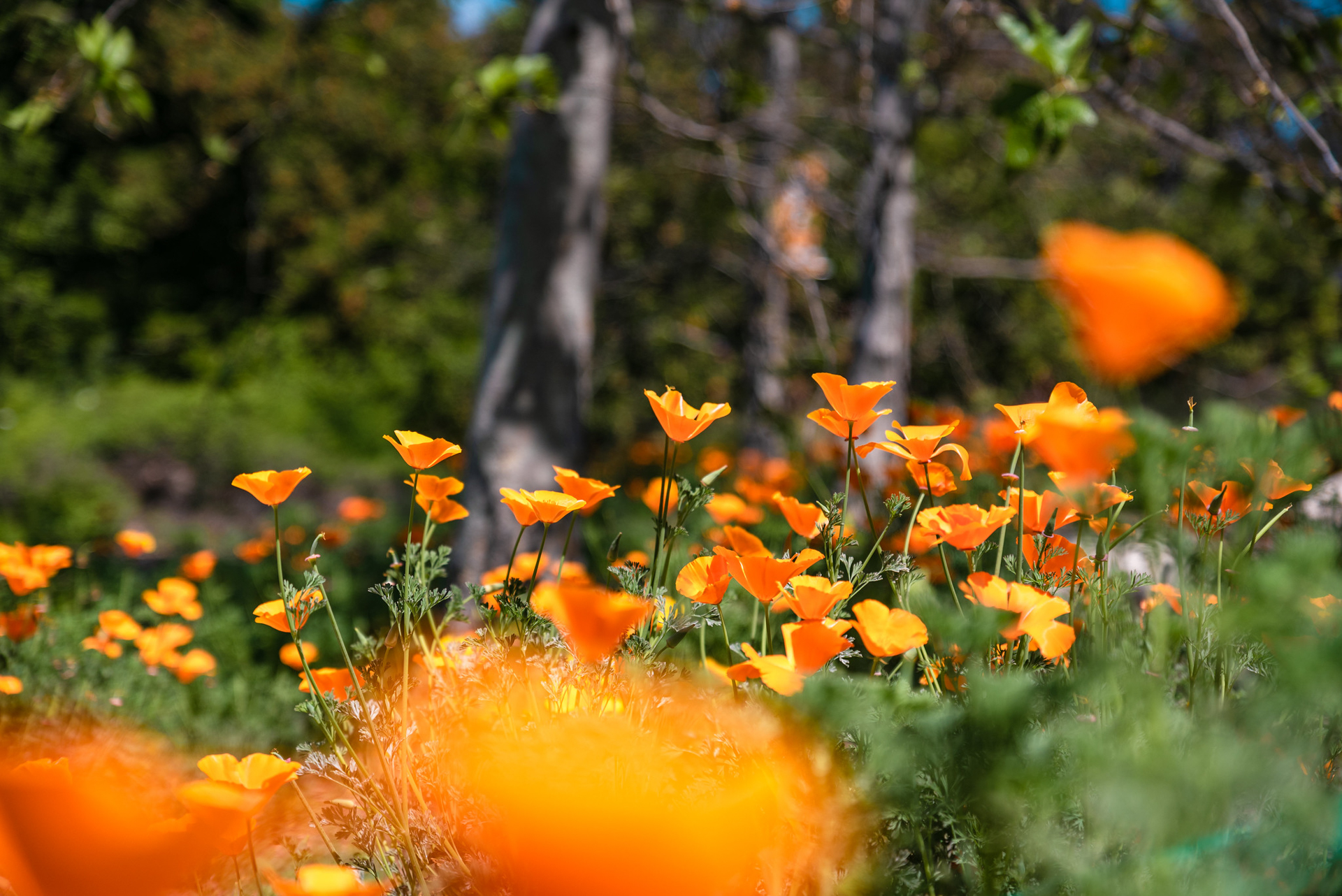 California poppy