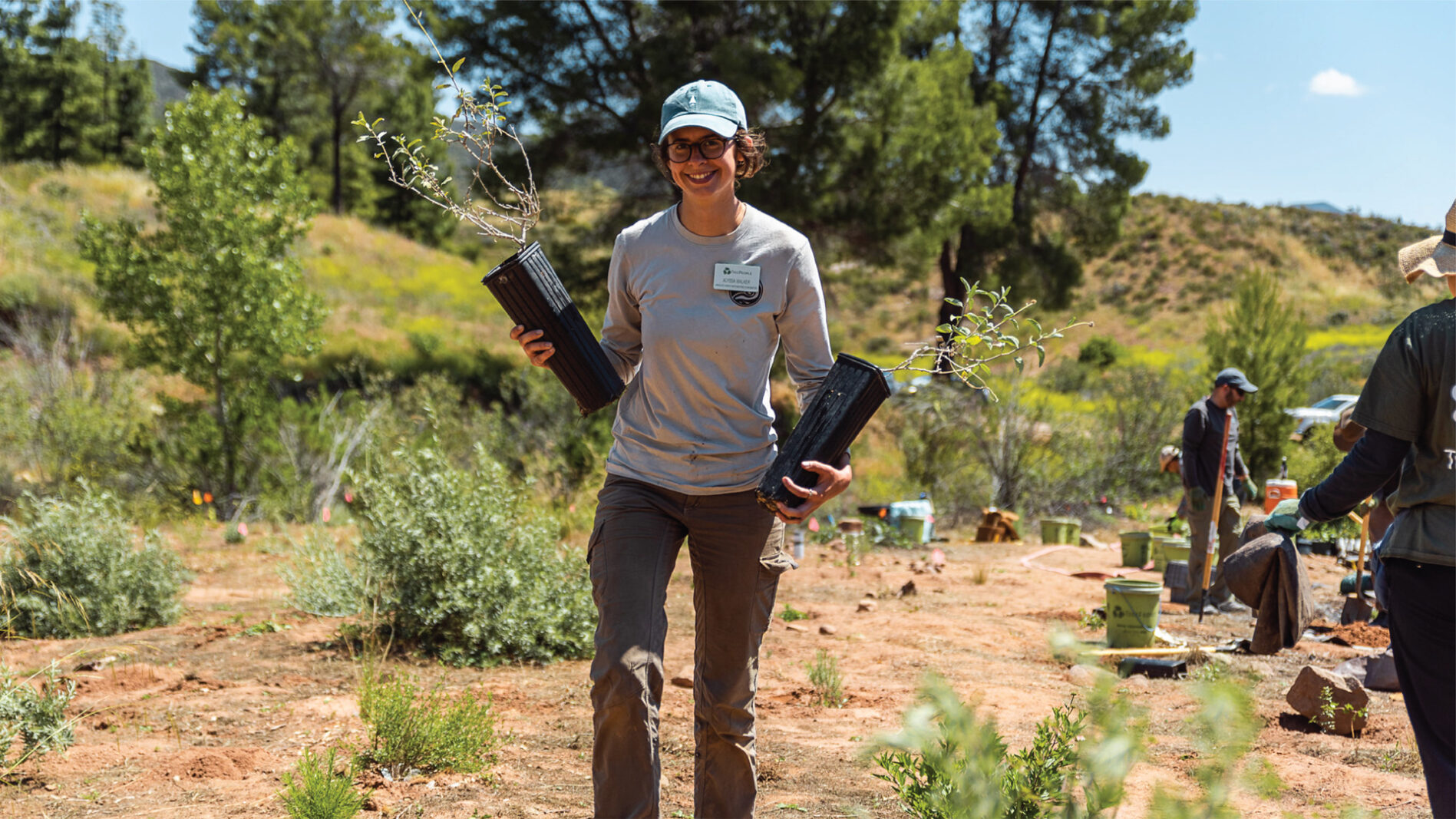 What career plants trees in the national forests