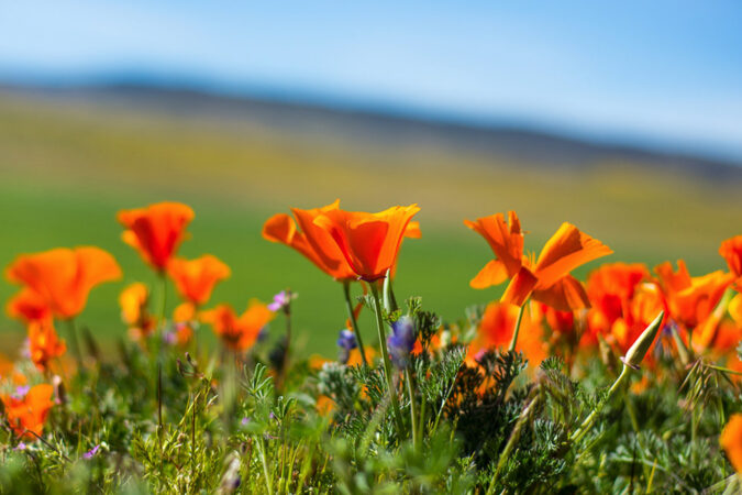 create your own superbloom