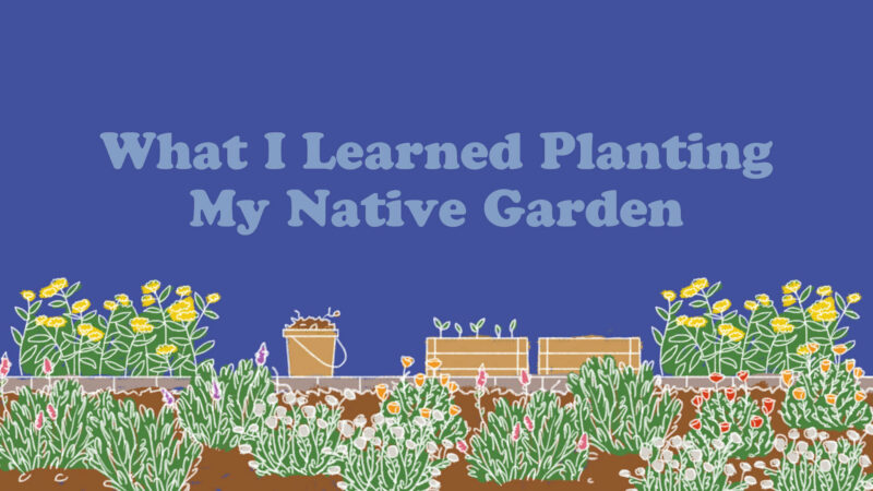 Native plant garden illustration