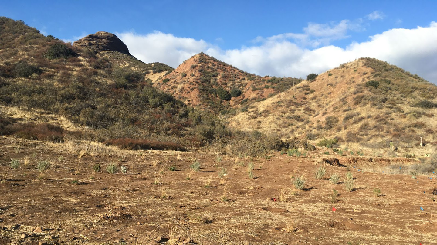 San Francisquito Canyon Chaparral Restoration