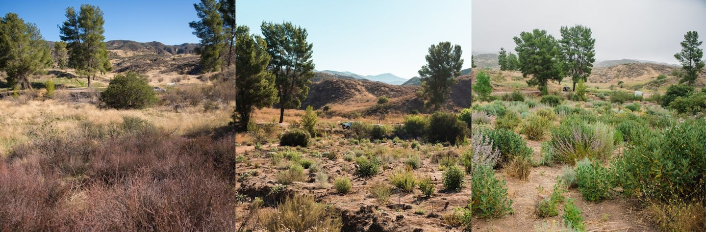 San Francisquito Canyon Chaparral Restoration